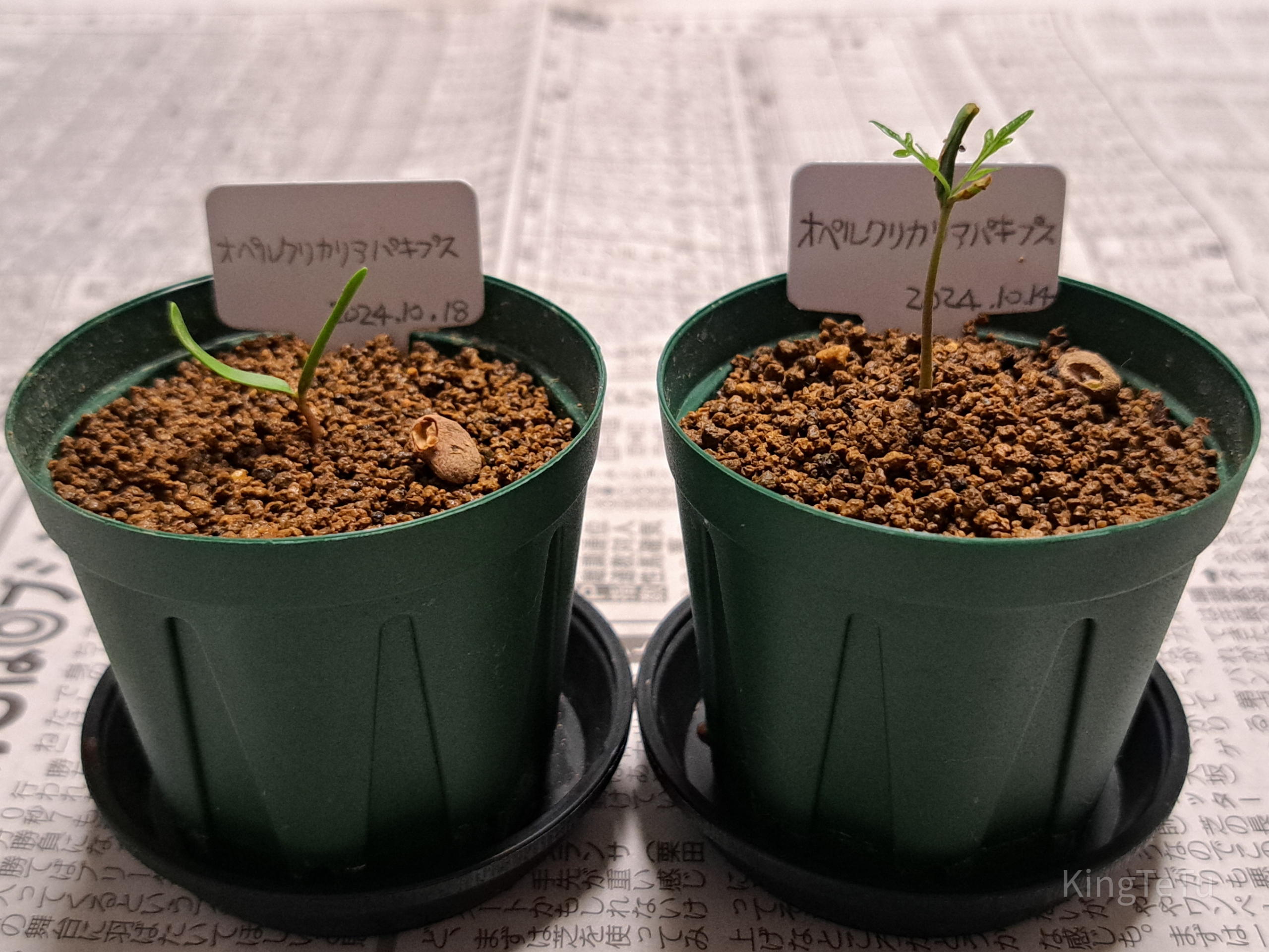 盆栽 黒い鉢 緑の葉オペルクリカリアパキプス4年目 盆栽 黒い鉢 緑の葉オペルクリカリアパキプス4年目