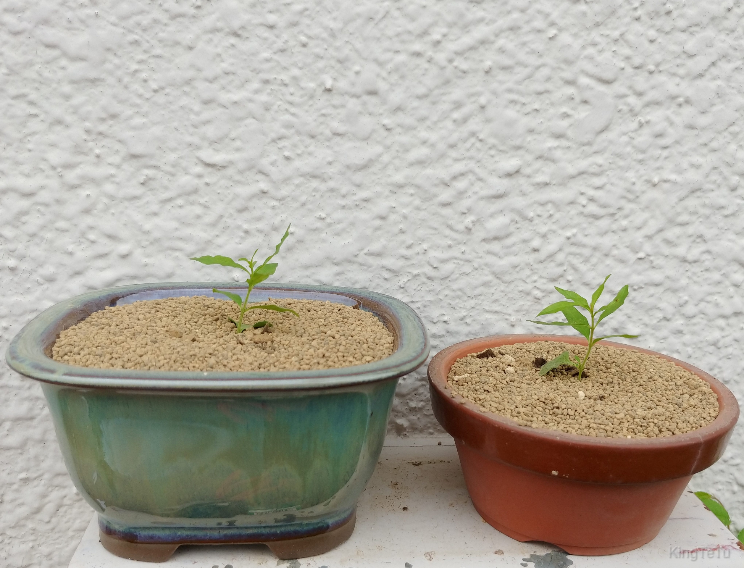 ザクロの植え替え 盆栽な感じで 的な ザクロの植え替え 盆栽な感じで 的な