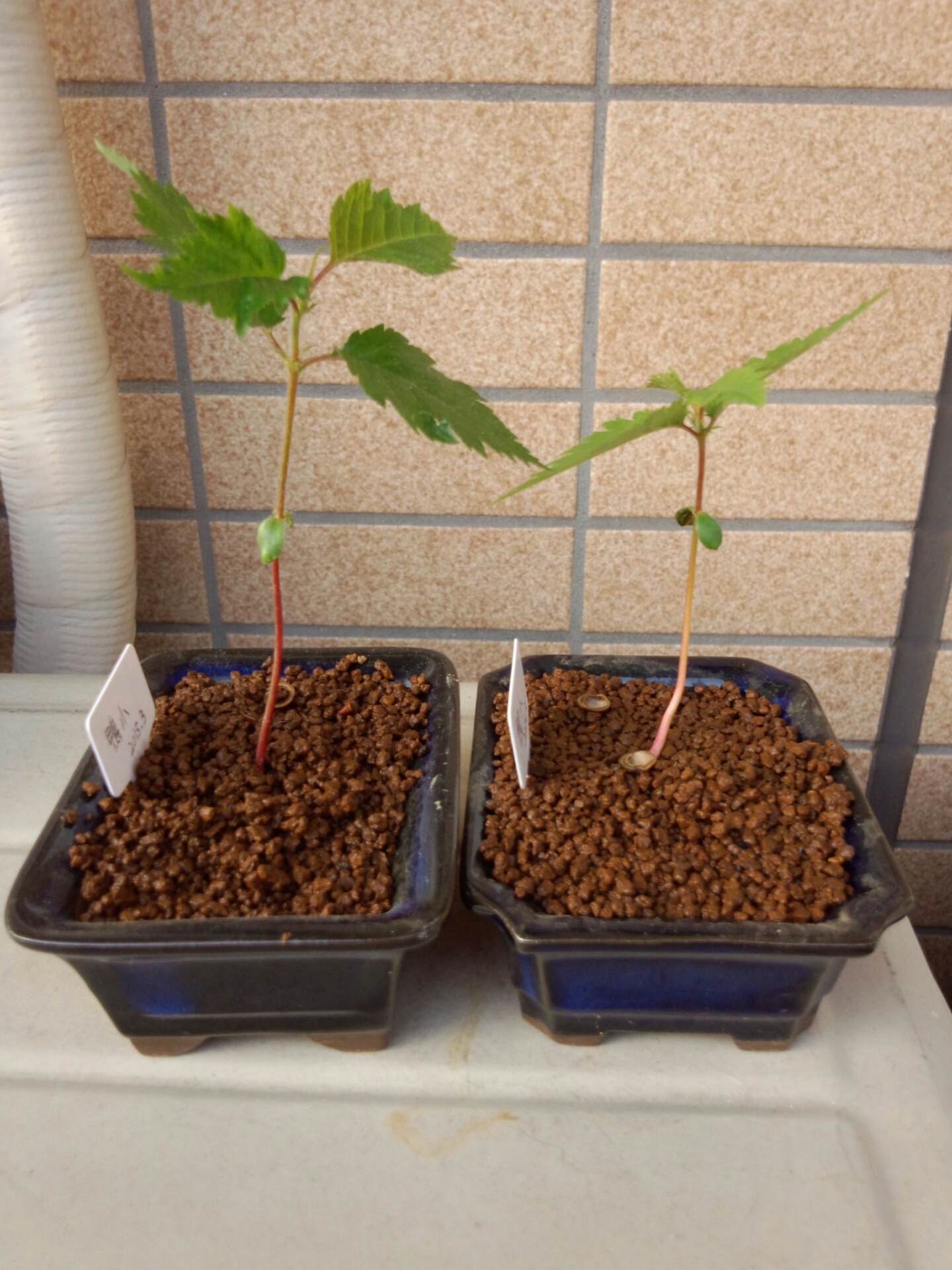 桜の種を開けてみたpart 7 盆栽な感じで 的な 桜の種を開けてみたpart 7 盆栽な感じで 的な