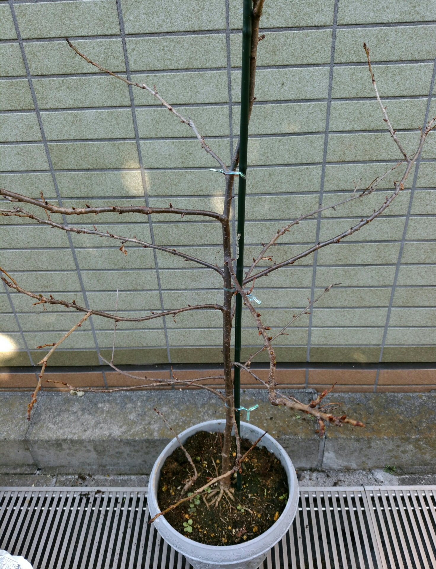 実生2年目さくらんぼ2月 盆栽な感じで 的な