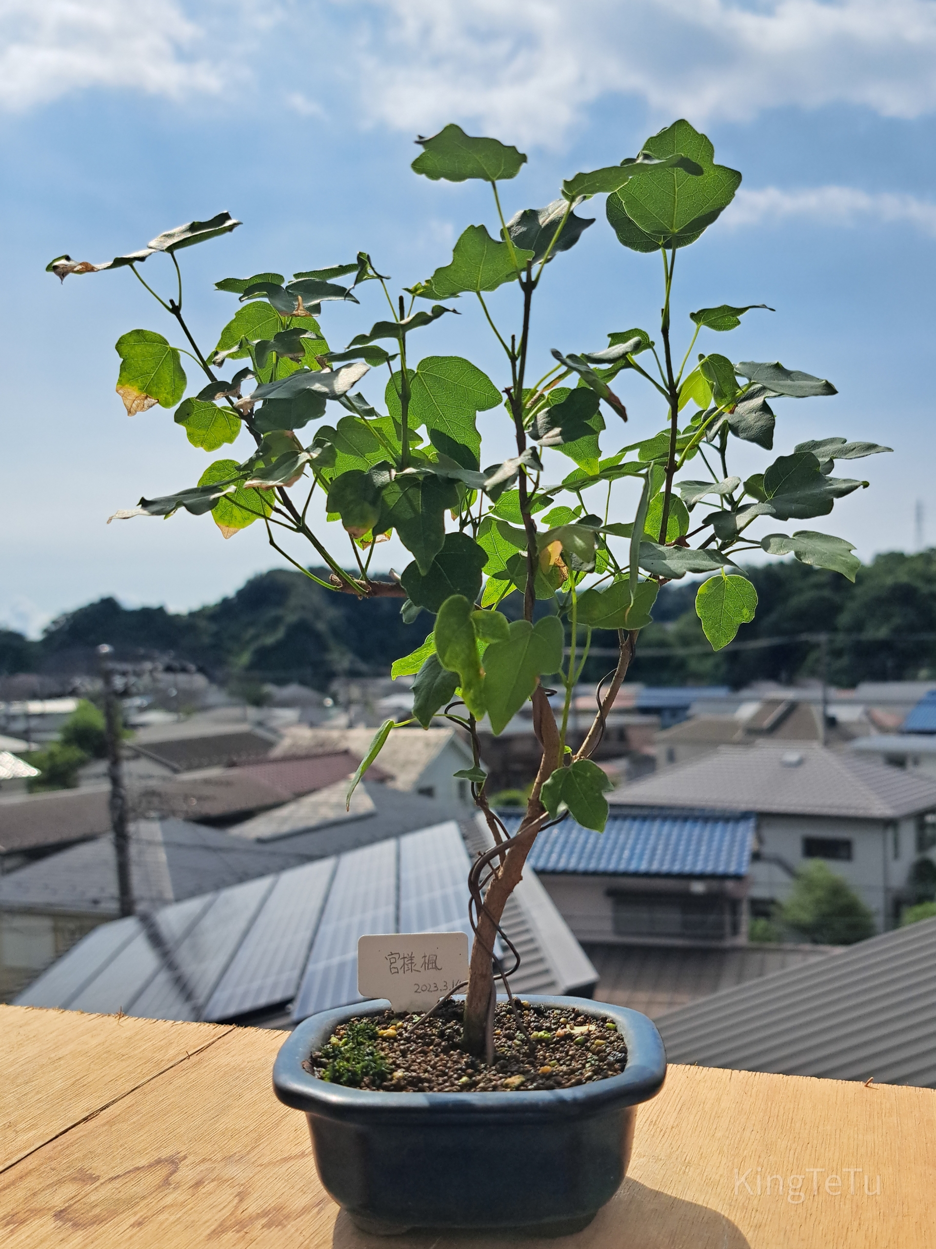 実生2年目宮様楓8月 : 盆栽な感じで…的な！