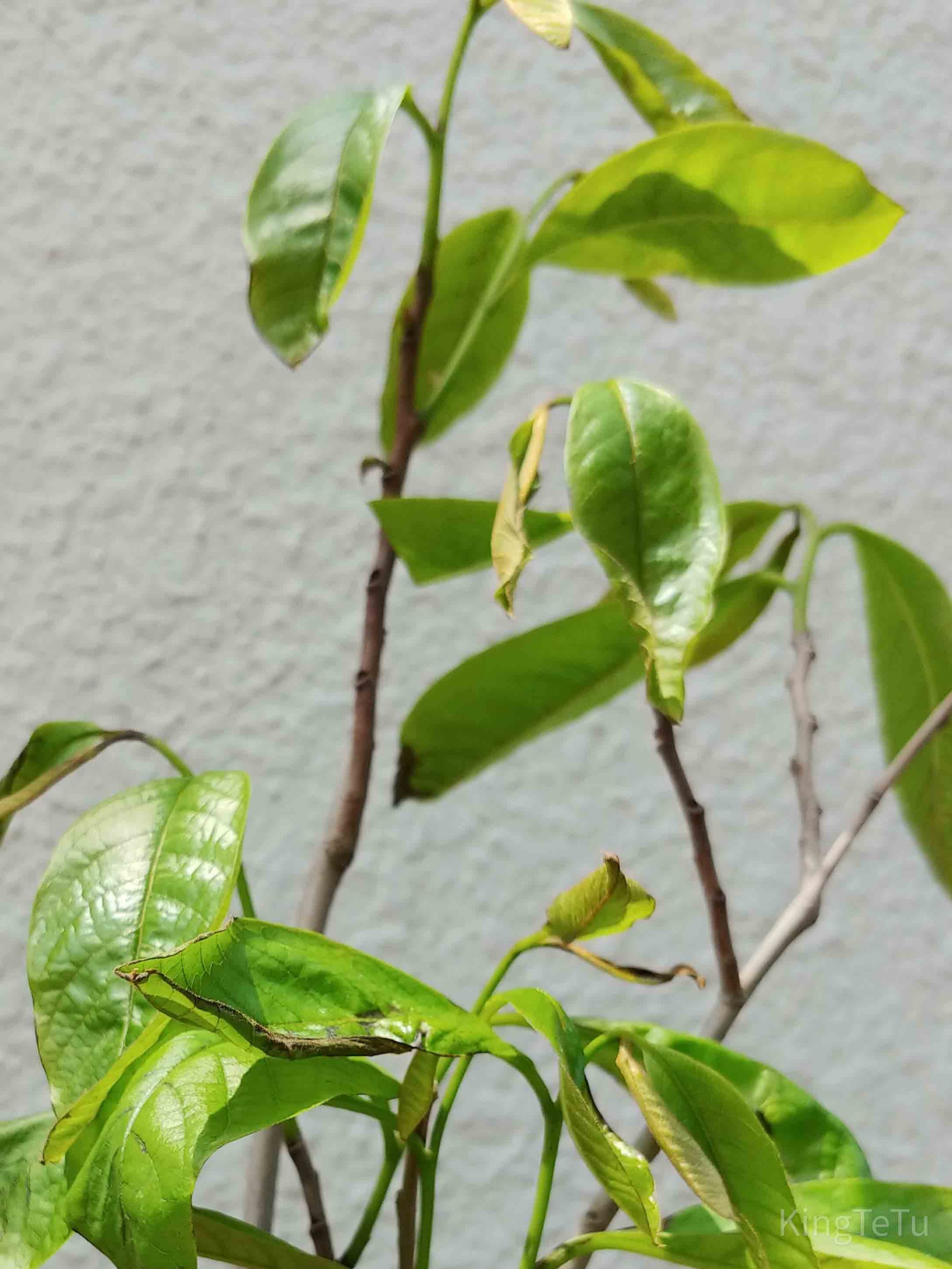 ポポーの種について 盆栽な感じで 的な