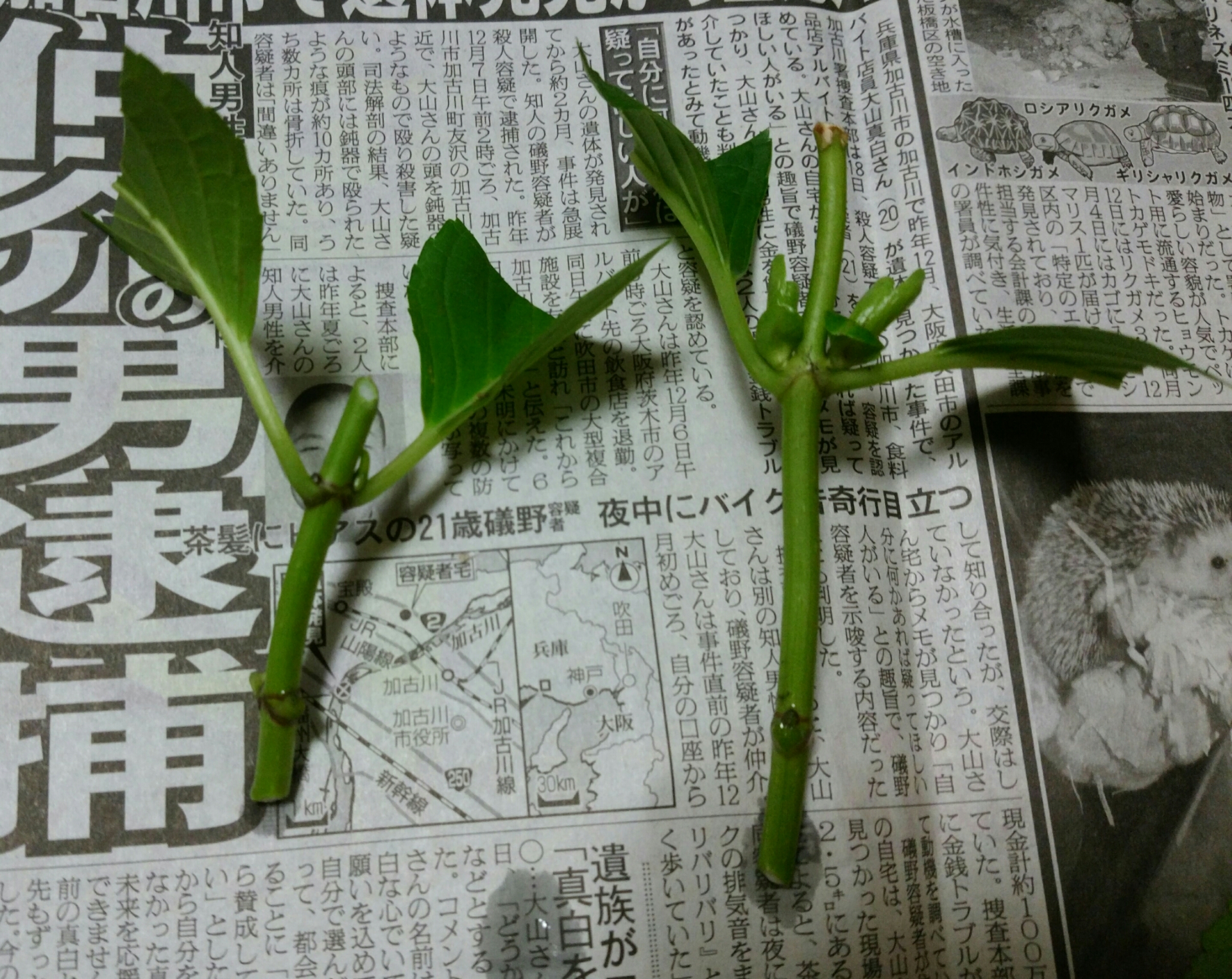 アジサイの挿し木について 盆栽な感じで 的な アジサイの挿し木について 盆栽な感じで 的な