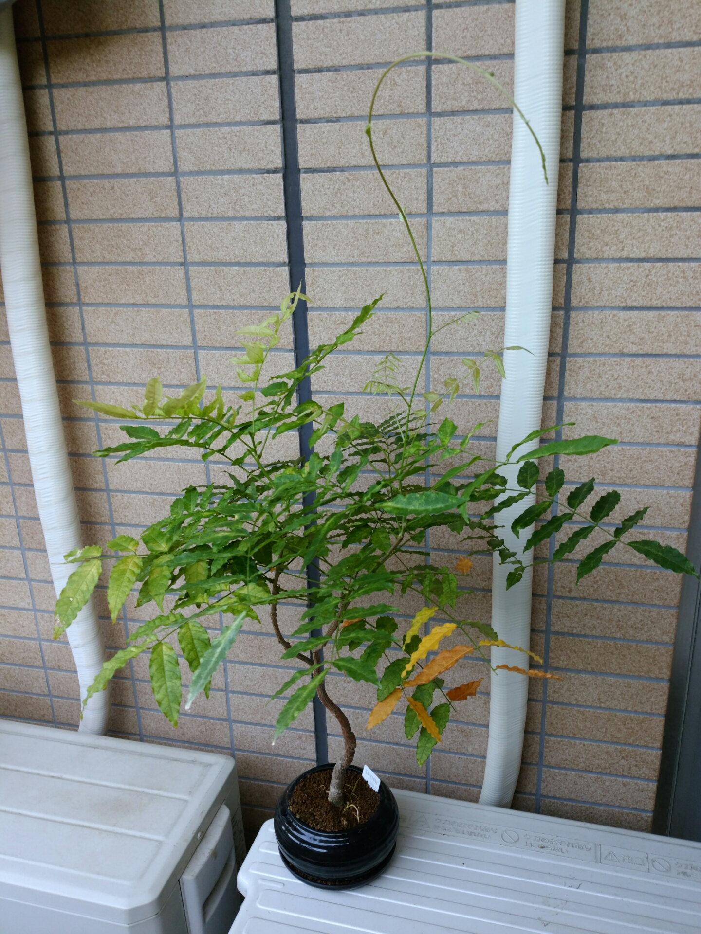 実生 藤 2年目 葉の変色 盆栽な感じで 的な