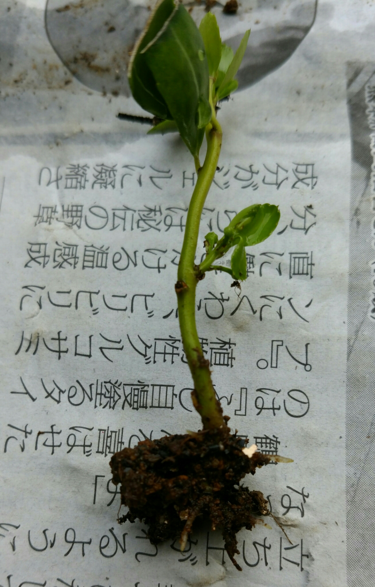 雲龍ツゲが発根した 盆栽な感じで 的な 雲龍ツゲが発根した 盆栽な感じで 的な