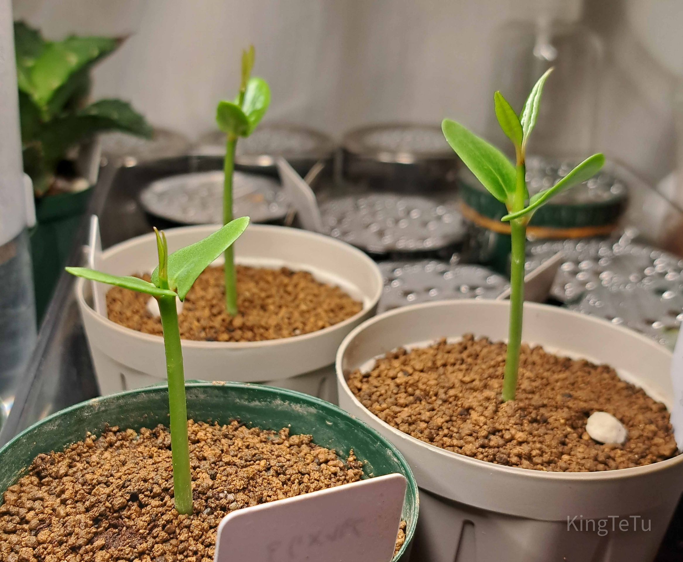 実生1年目プルメリア4月 : 盆栽な感じで…的な！