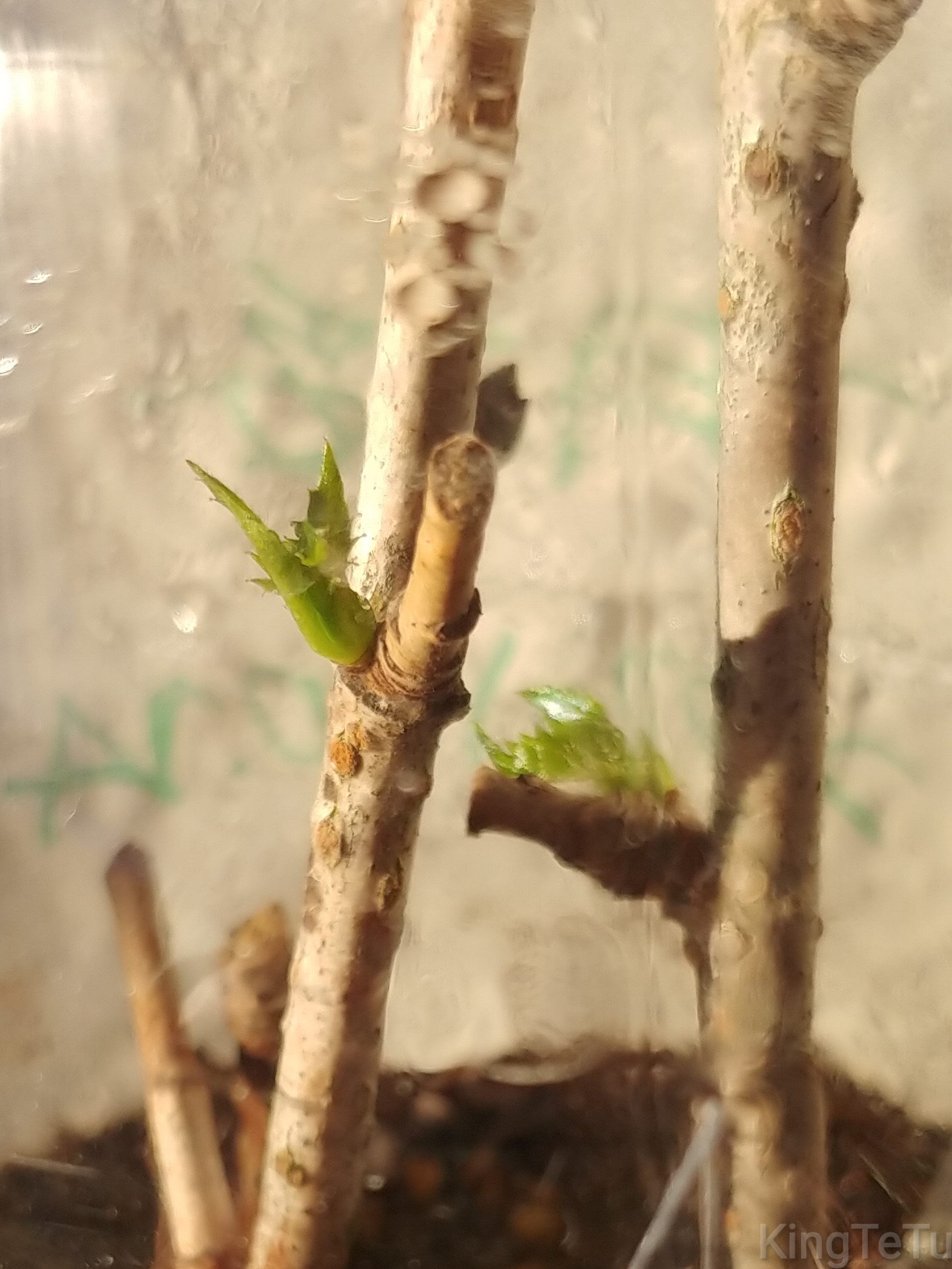 挿し木十月桜1か月目 盆栽な感じで 的な