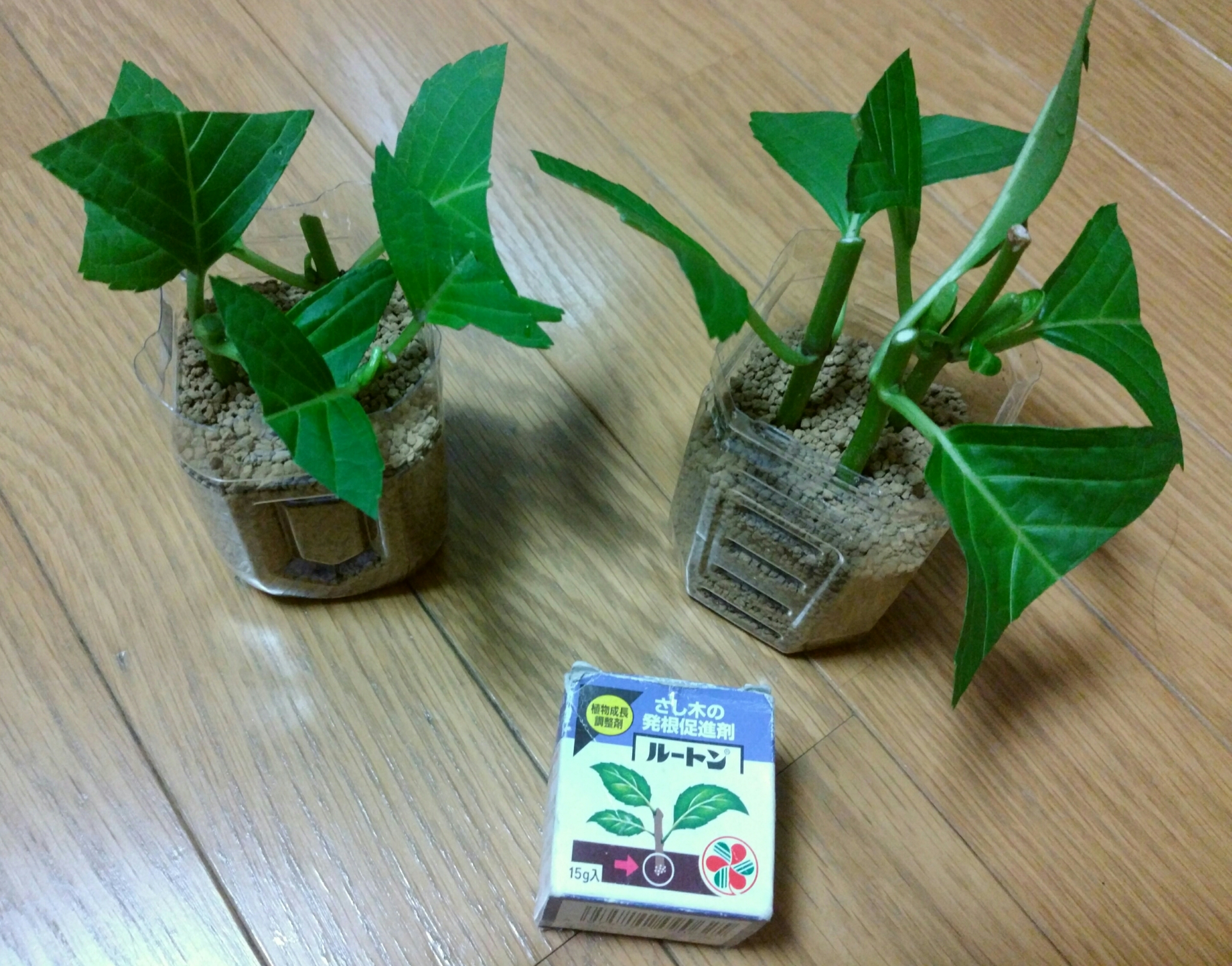 アジサイの挿し木について 盆栽な感じで 的な