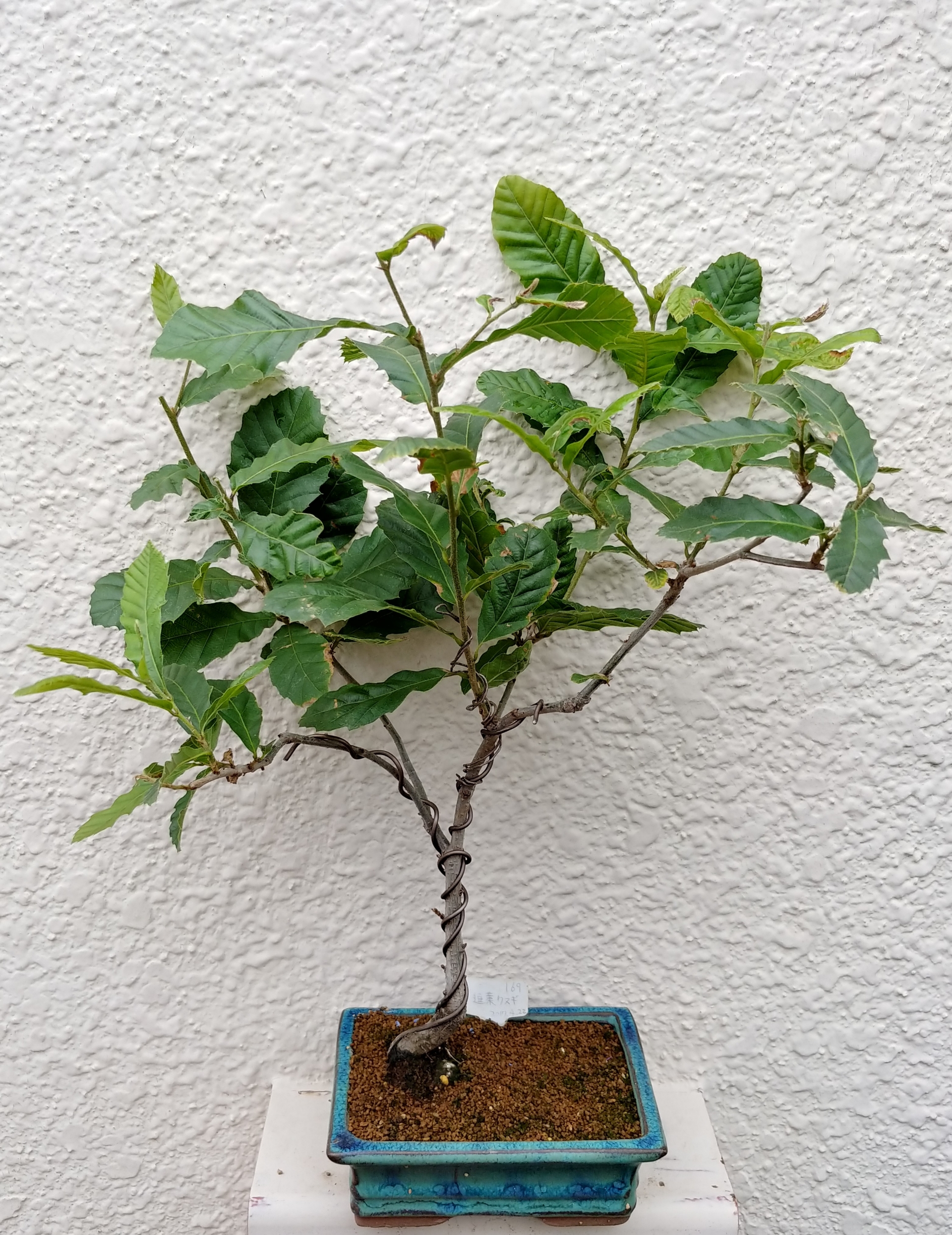 実生3年目クヌギ7月 盆栽な感じで 的な