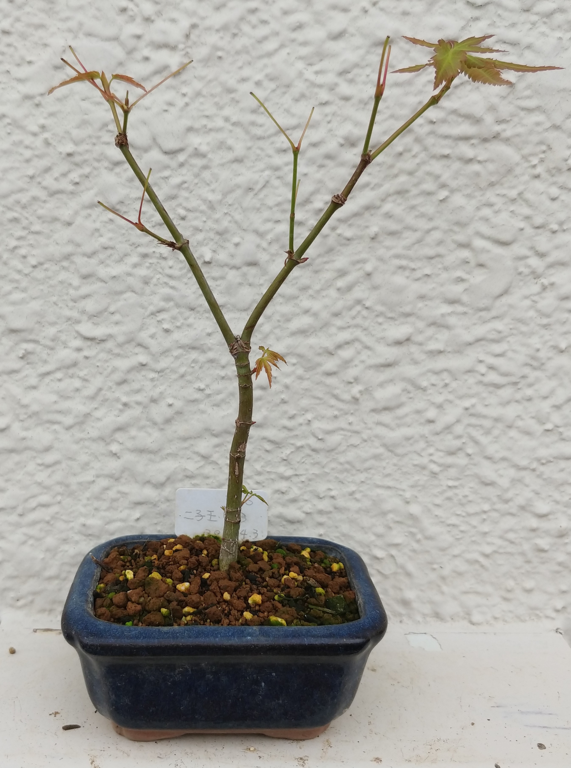 もみじ葉刈りその後 盆栽な感じで 的な