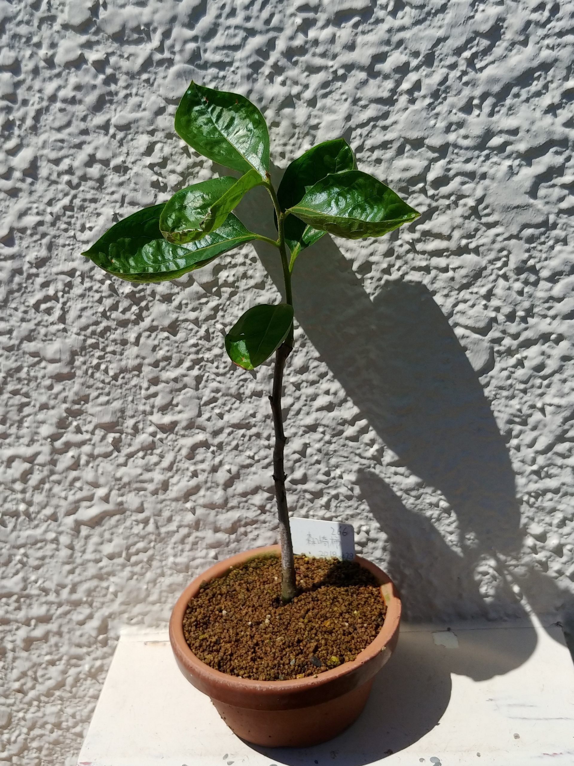 実生2年目柿6月 盆栽な感じで 的な