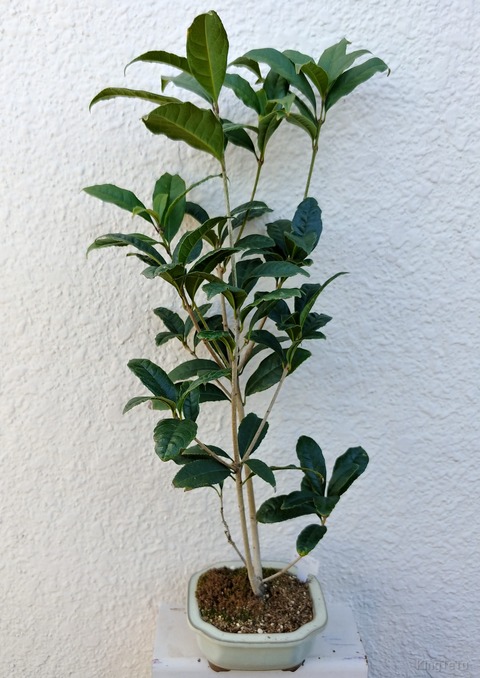 盆栽な感じで 的な