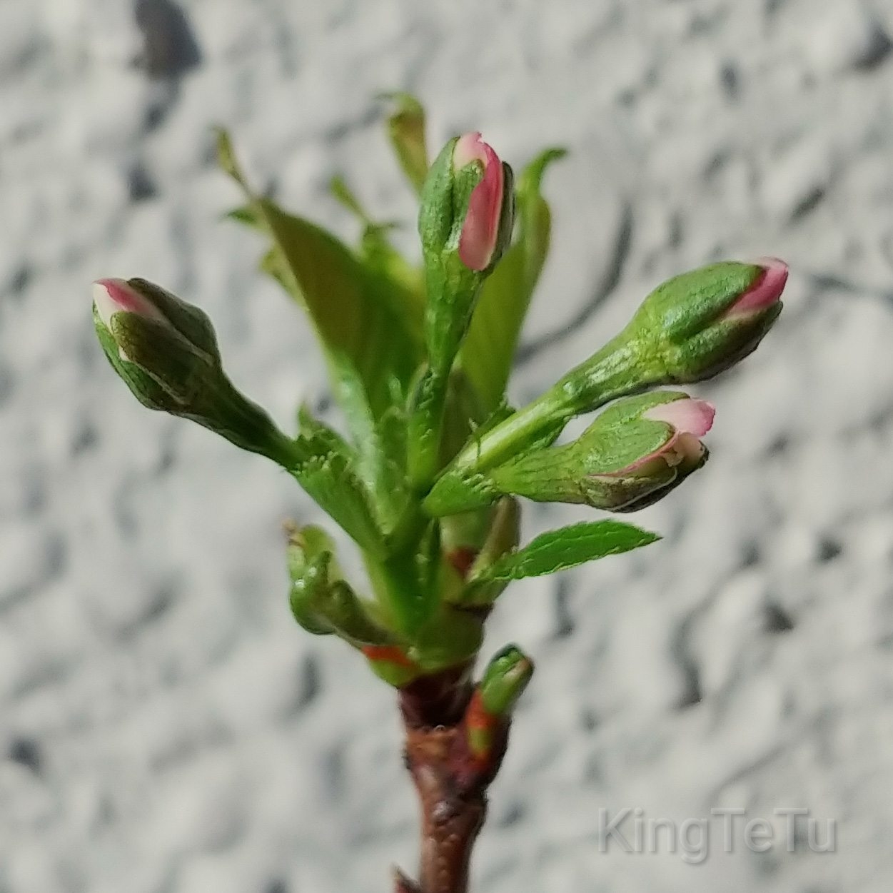 実生3年目桜3月開花 盆栽な感じで 的な