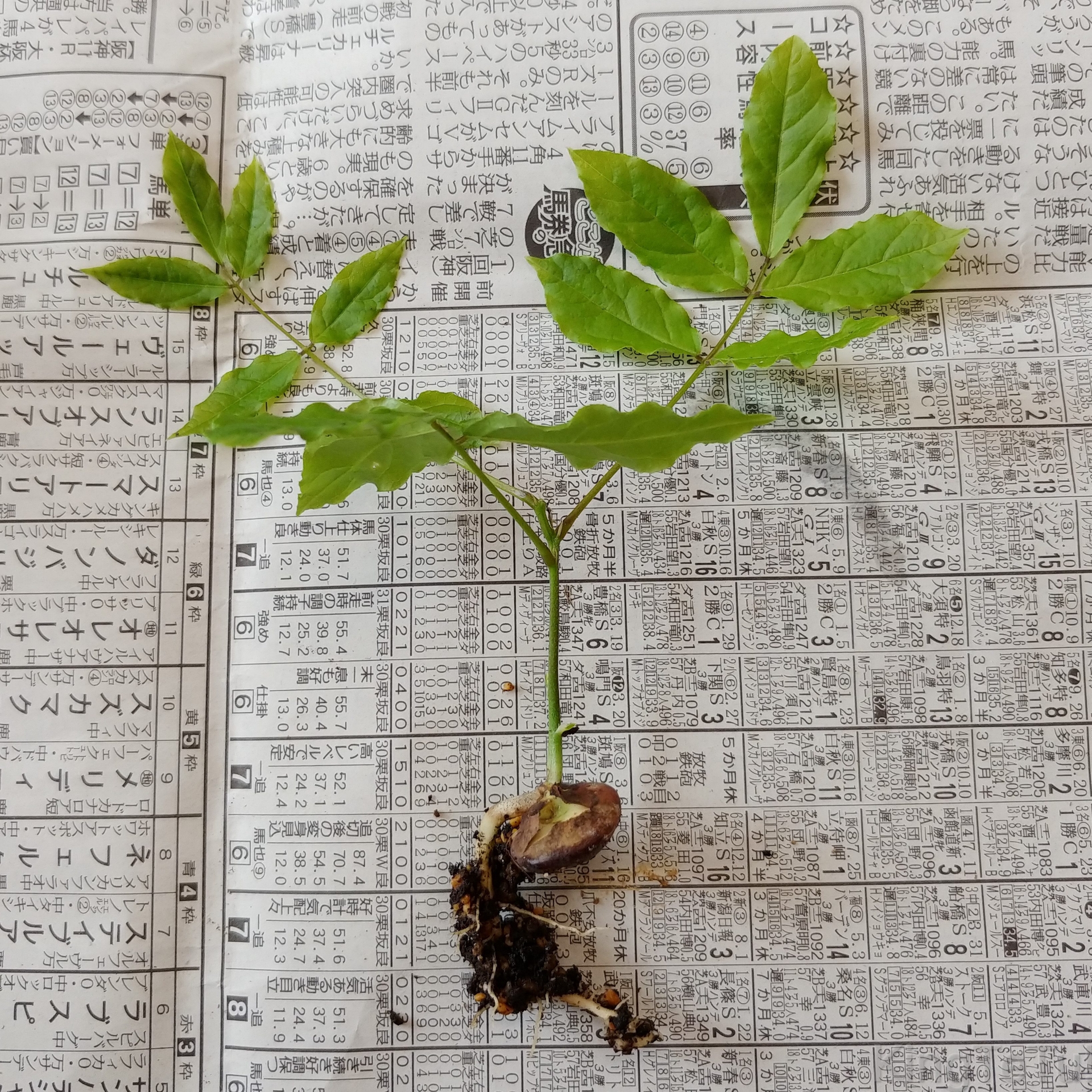 実生1年目藤4月 盆栽な感じで 的な