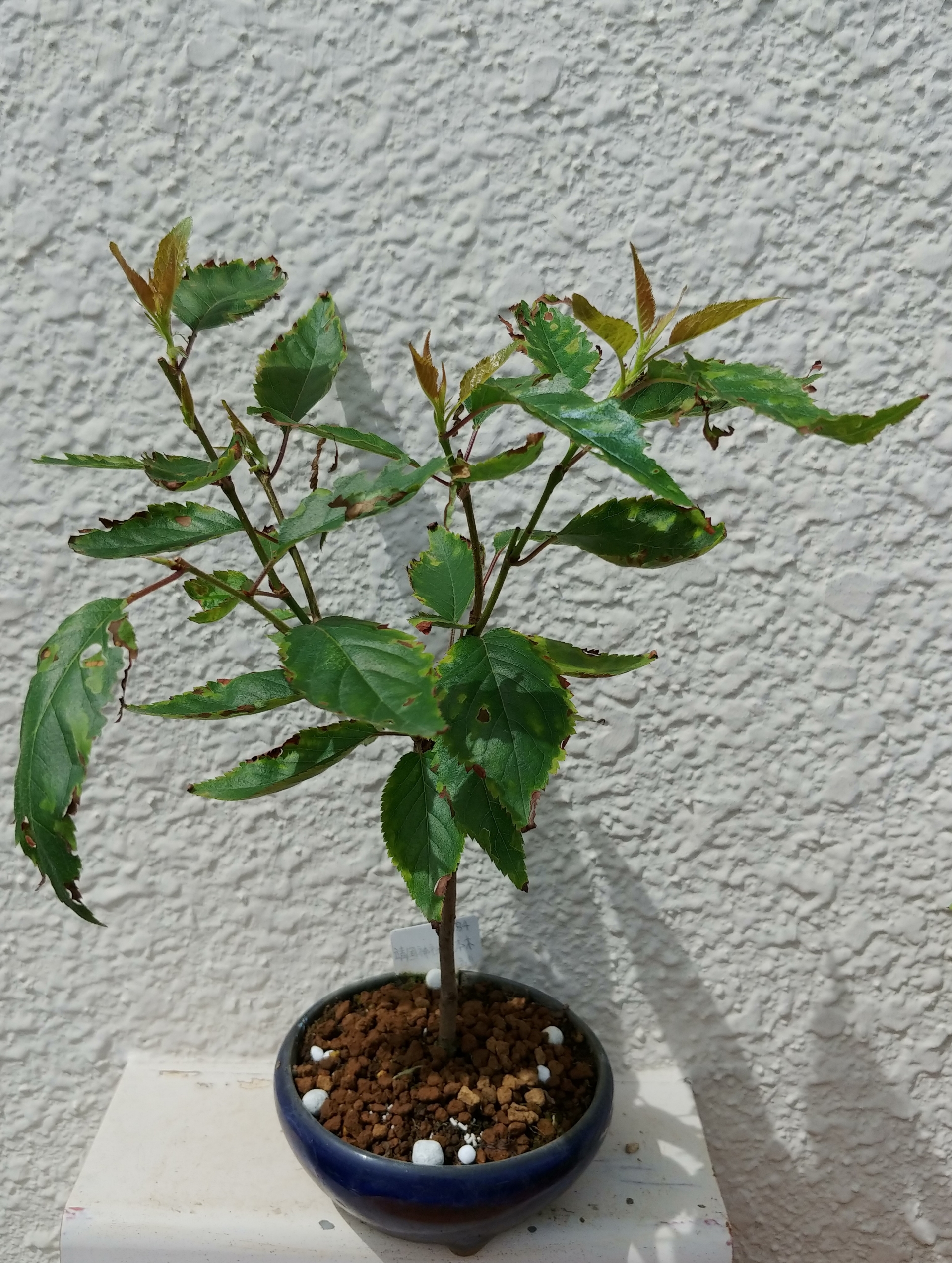 実生桜7月 盆栽な感じで 的な