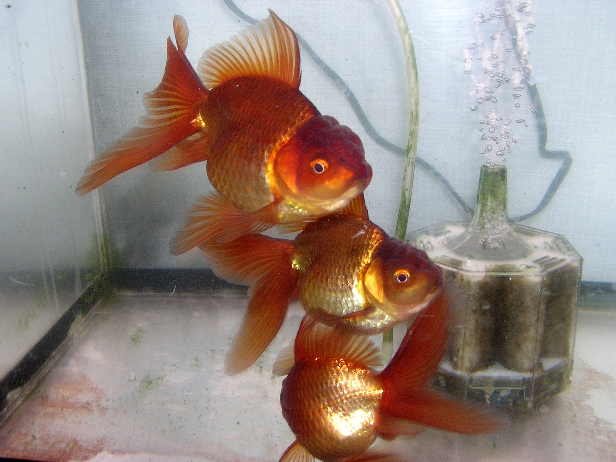 茶金 金魚帝国