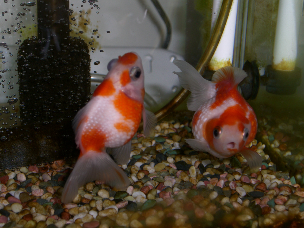 金魚の病気ならおまかせ 金魚病気 Livedoor Blog ブログ 金魚の病気ならおまかせ 金魚病気 Livedoor Blog ブログ