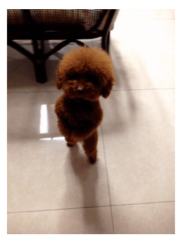 気になったまとめ 話題 全ての犬が 犬かき をできる訳ではなかった 泳げない犬だっているんです