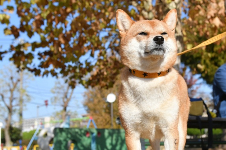 イッヌ新年