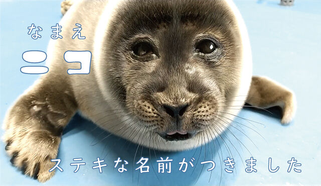 おじさん顔 だとしてsnsなどで話題を集めたアザラシの ニコ 一般公開 気になるニュースの気になるコメント