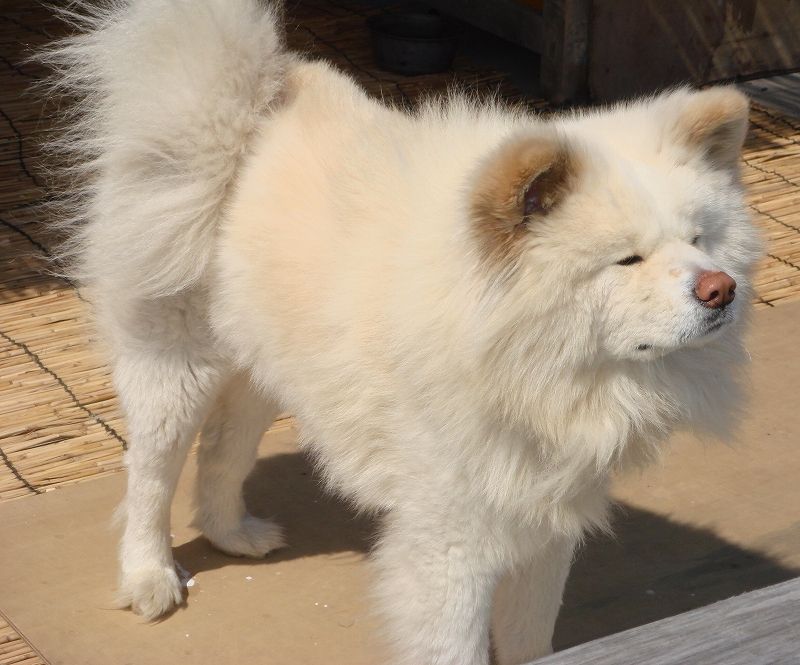秋田犬 わさお の飼い主 菊谷節子さん死去 気になる今日のまとめ