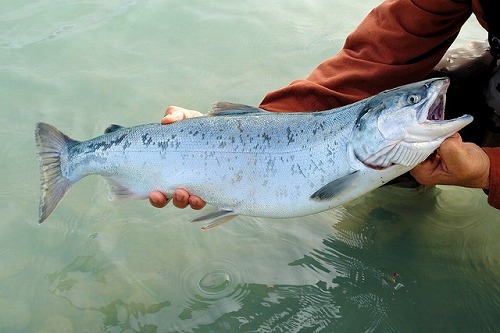 sockeye-492258_640