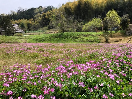 掲載済「レンゲの田んぼ」