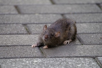 rat24