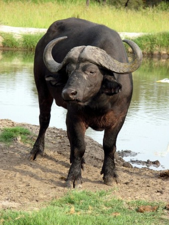 s-water-buffalo-g3a816d662_640