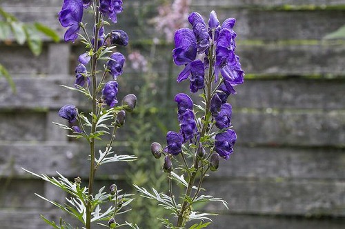 blue-iron-hat-2480946_640