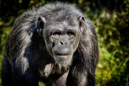 chimpanzee-3741878_640 (1)