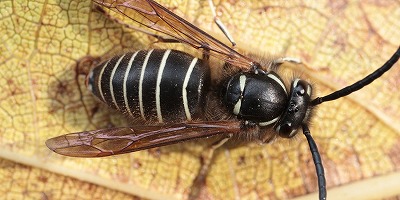 【グロ・画像】ワイ作業員、一瞬で蜂に4箇所刺される😭