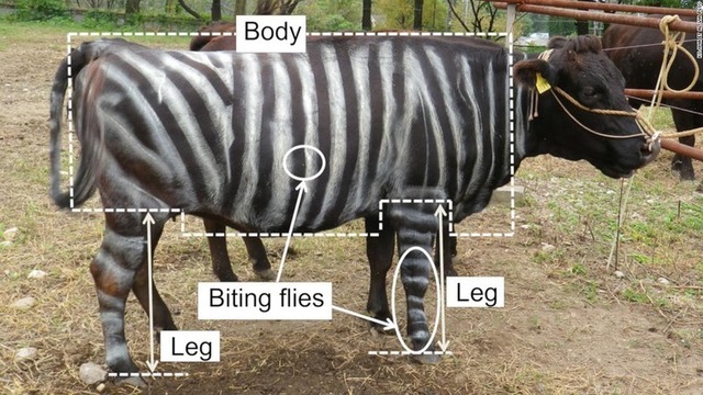 painting-cows-zebras-trnd-super