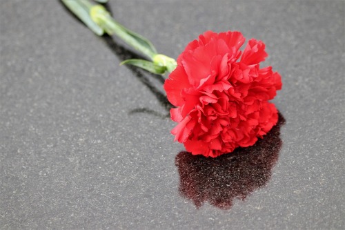 red-carnation-4184355_1280-s