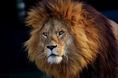 lion-3040797_1280