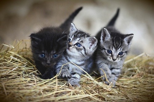 kittens-3535404_640