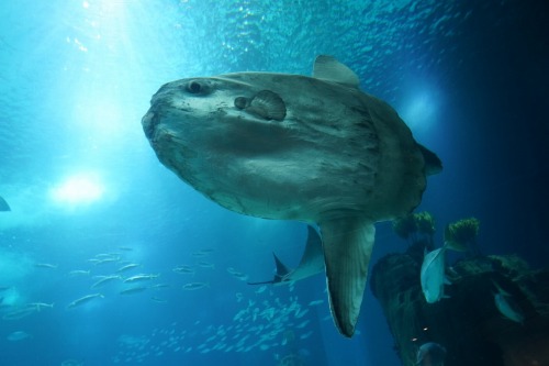 s-ocean-sunfish-7177835_1280