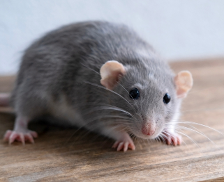 スクリーンショット 2025-12-25 140109