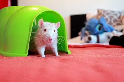 rat-home-2899356_1280