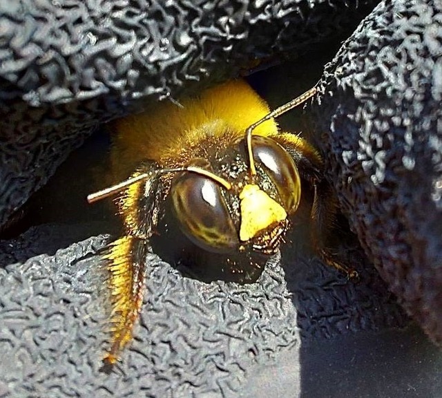 o0732065915113979218