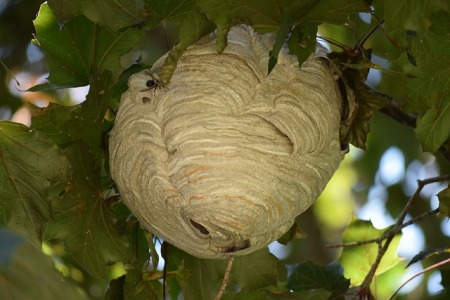 nest-g4bd36303c_640