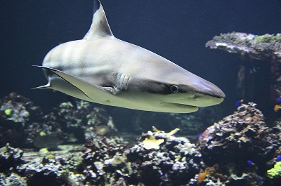 blacktip-1294753_1280