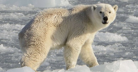 【訃報】シロクマ、強制的に5回射精させられて逝く…