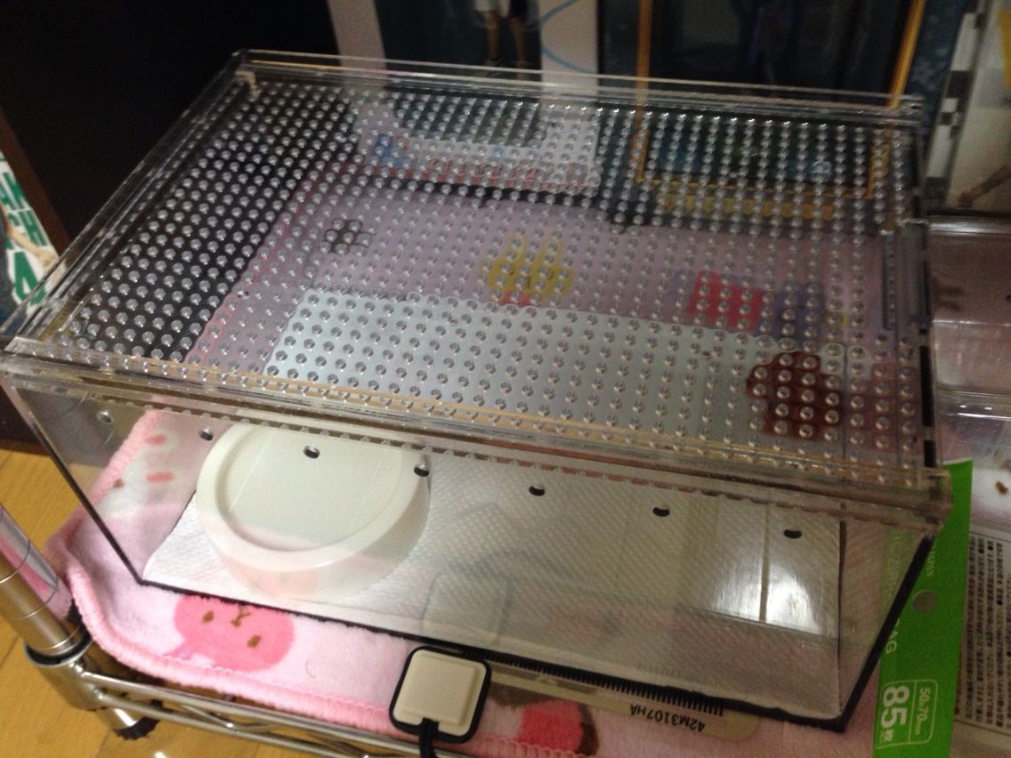 コーンスネーク もちもちぷるぷるさっくさくブログ