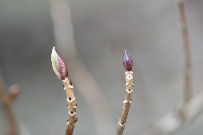 紫陽花