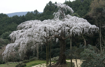 しだれ桜