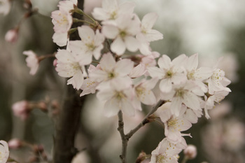 sakura