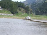 田植え