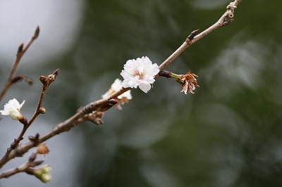 サクラ
