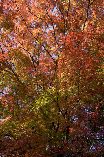 ��¢����